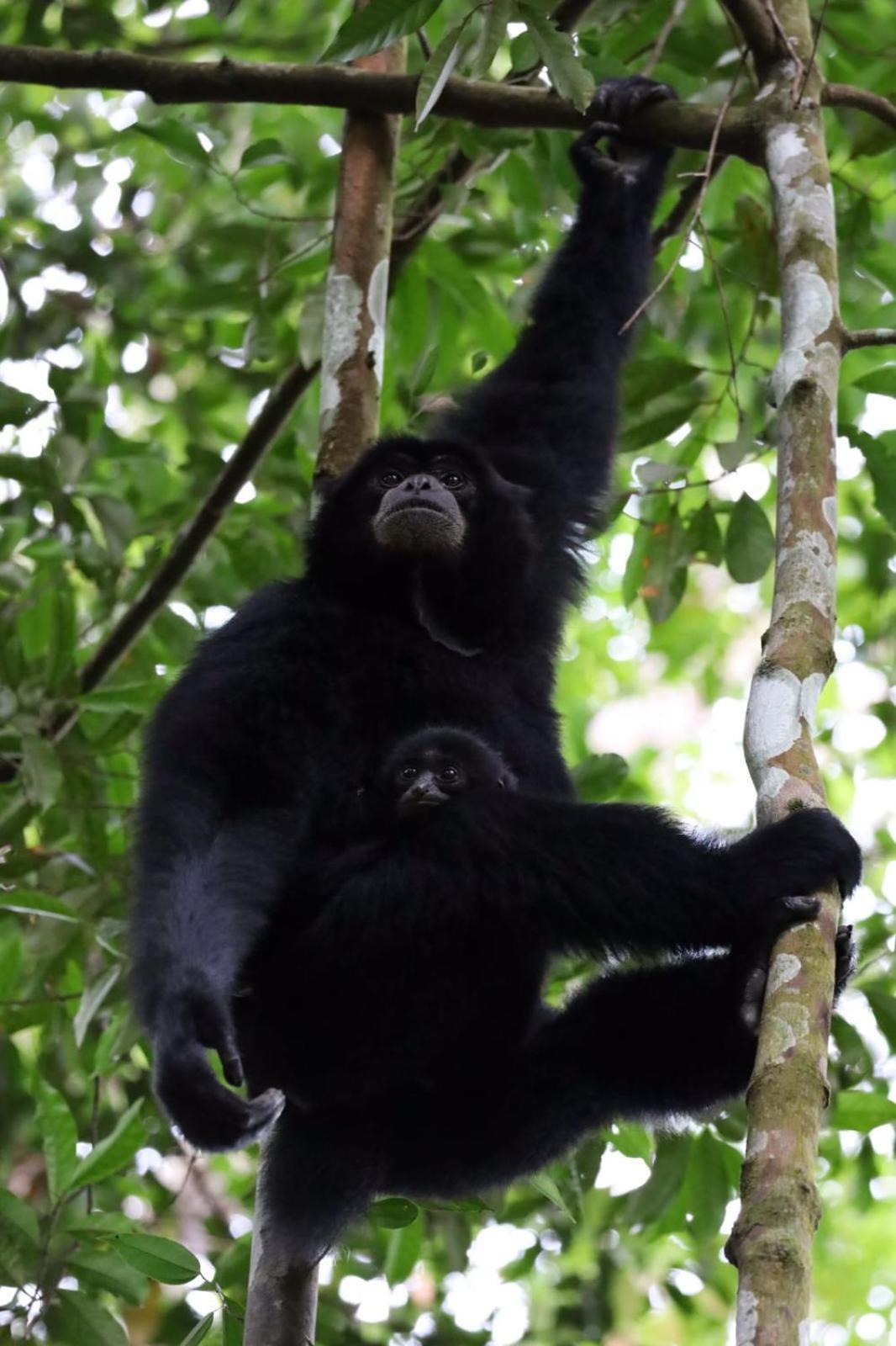 R5 Keramba Inn Bukit Lawang Zewnętrze zdjęcie