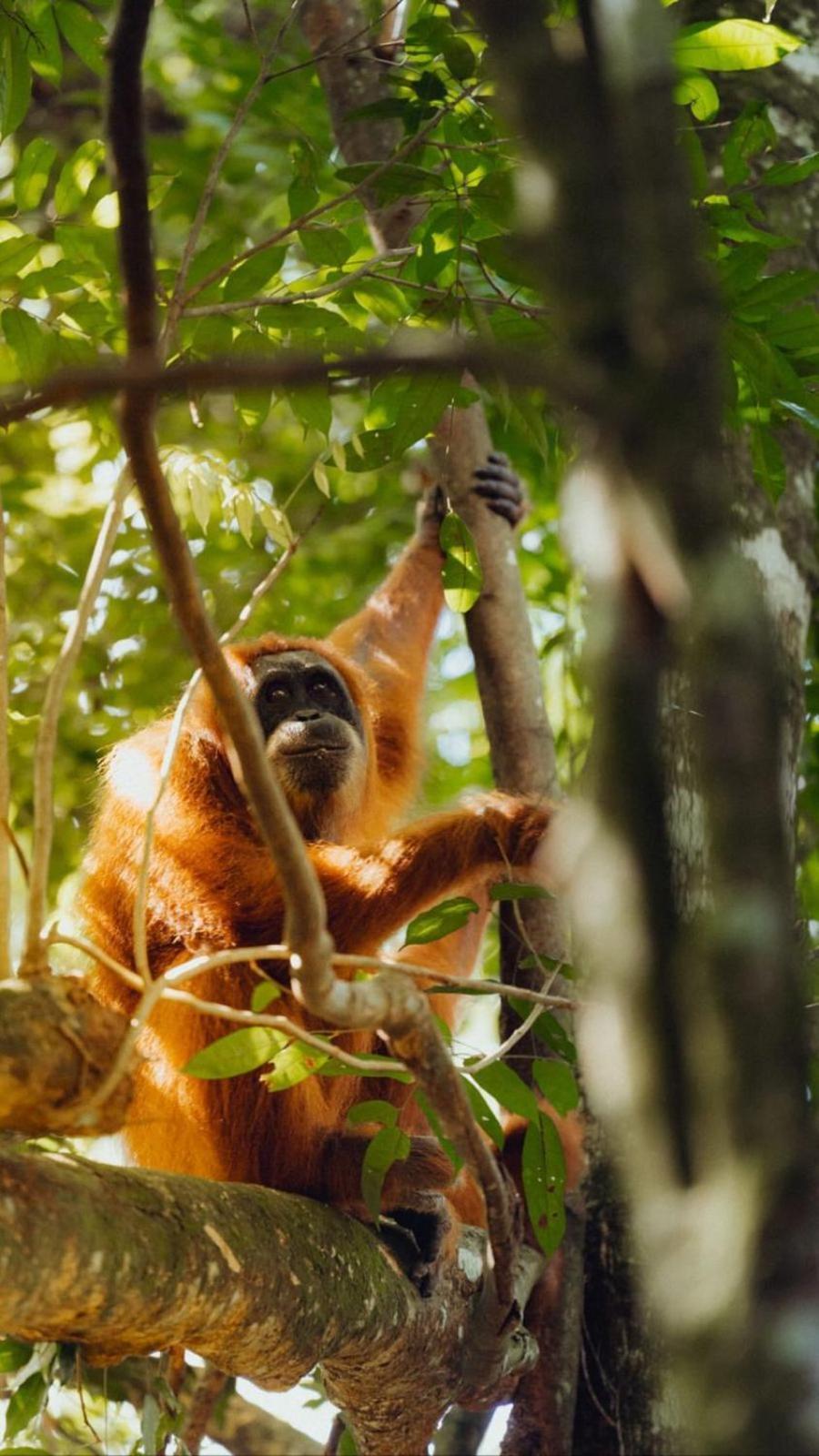 R5 Keramba Inn Bukit Lawang Zewnętrze zdjęcie