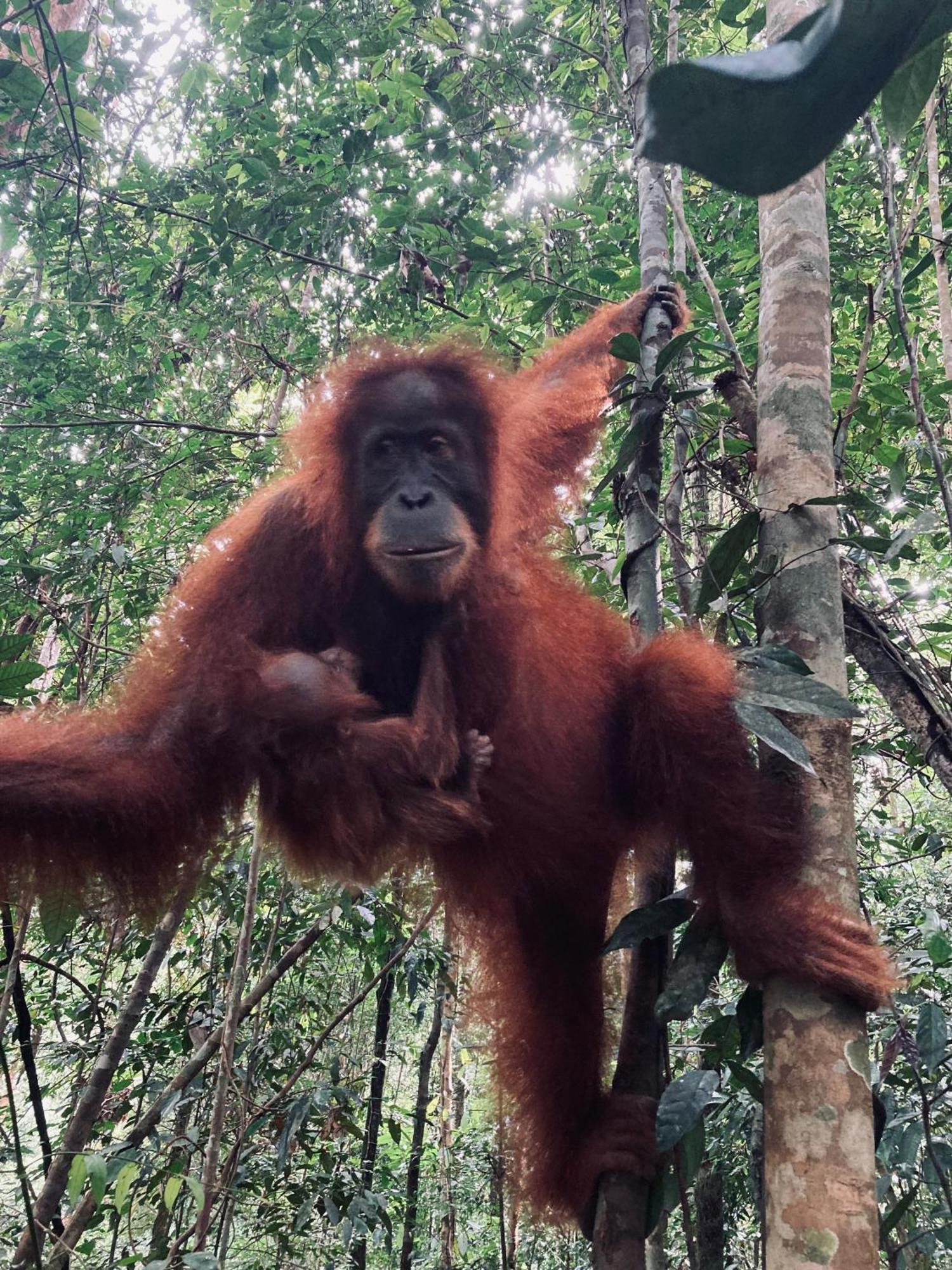 R5 Keramba Inn Bukit Lawang Zewnętrze zdjęcie